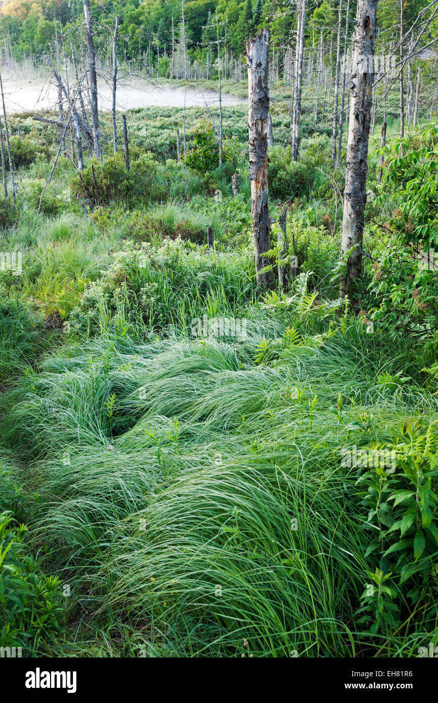 La Mauricie National Park - Québec, Kanada. Stockfoto