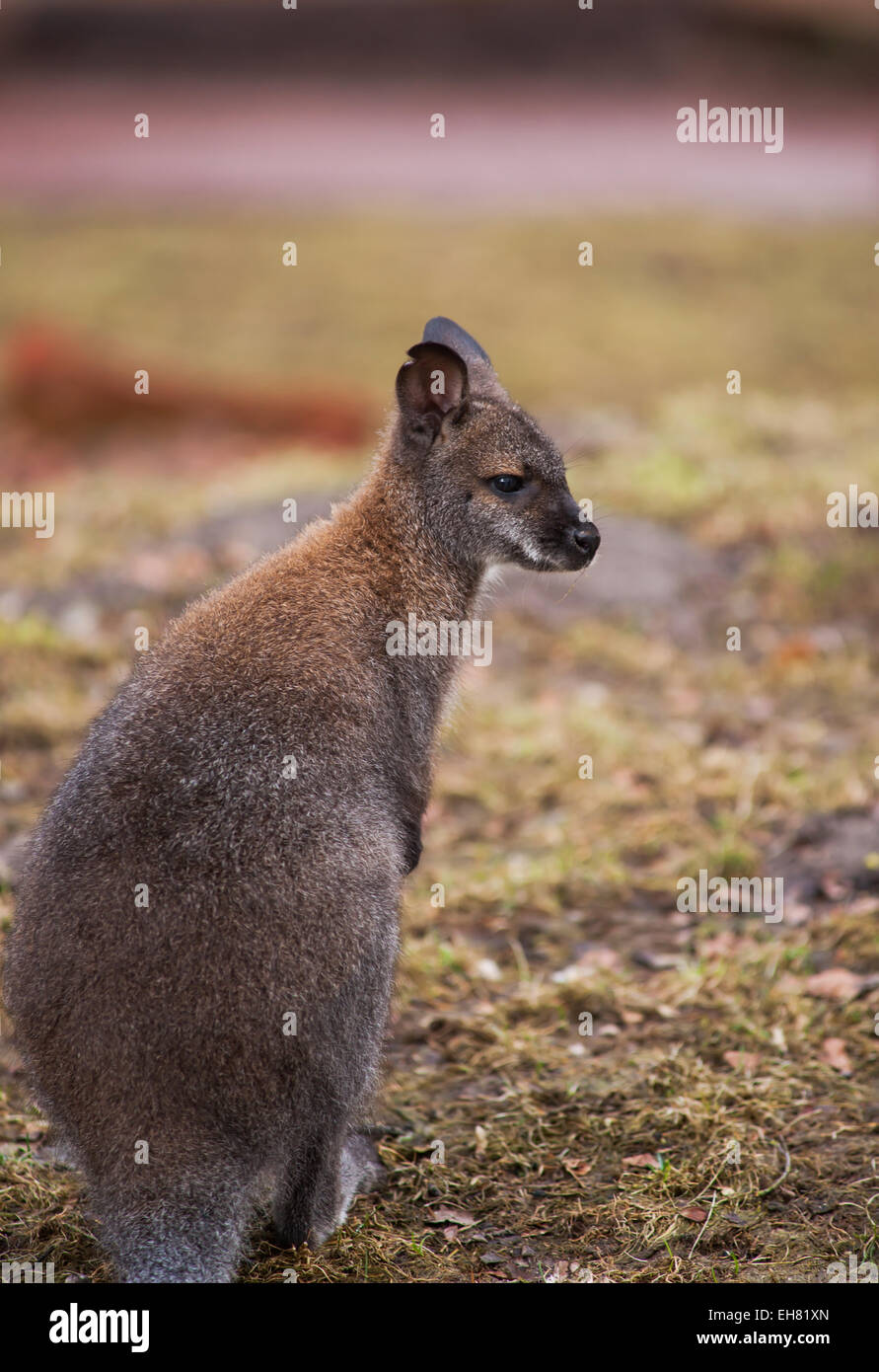 Beuteltiere: Wallaby in Zoo. Tierwelt Australiens Stockfoto