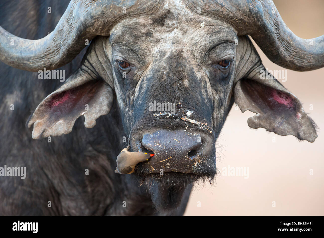 Kaffernbüffel (Syncerus Caffer) mit Redbilled Oxpecker (Buphagus Erythrorhynchus), Kruger Park, Südafrika, Afrika Stockfoto