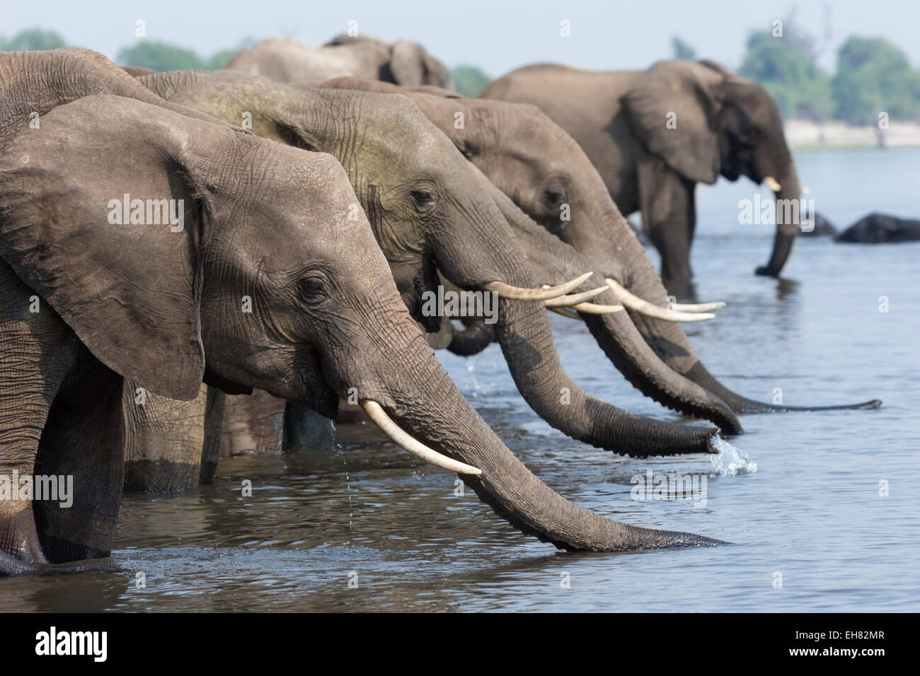 Afrikanische Elefanten (Loxodonta Africana) trinken, Chobe Nationalpark, Botswana, Afrika Stockfoto