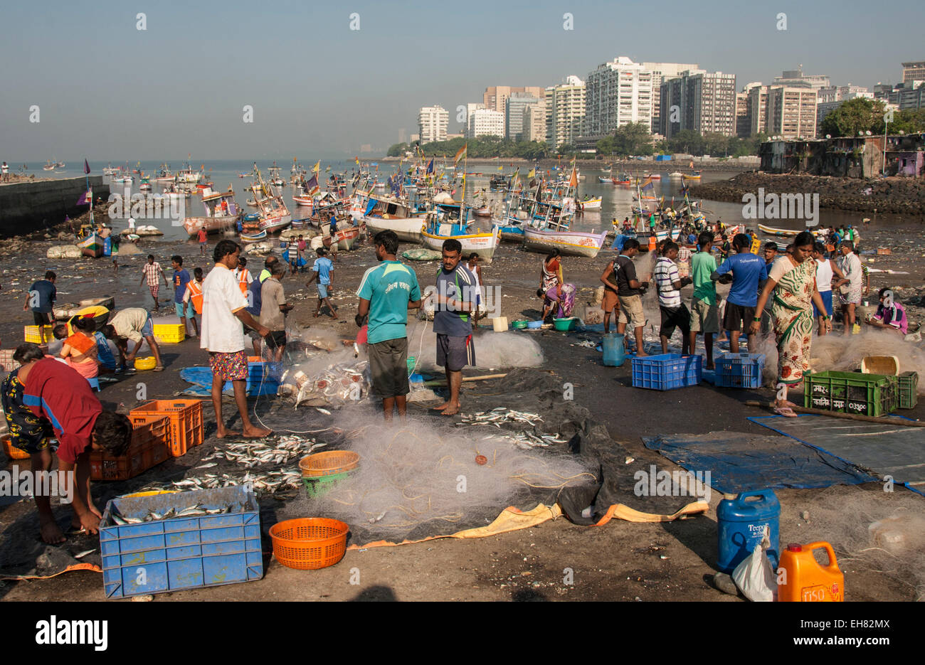 Colaba Fangflotte landet seinen Fang in Back Bay, Südende des Mumbai City, Maharashtra, Indien, Asien Stockfoto