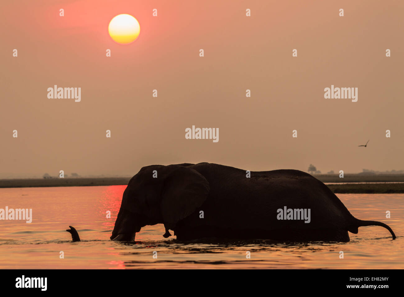 Afrikanische Elefanten im Sonnenuntergang (Loxodonta Africana), Chobe Nationalpark, Botswana, Afrika Stockfoto