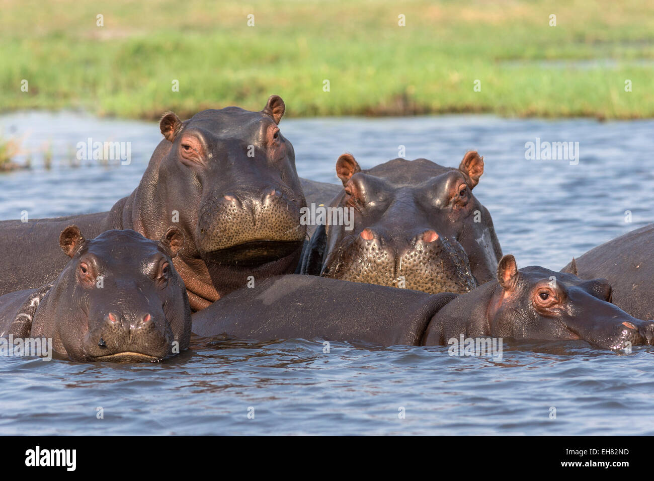 Flusspferd (Hippopotamus Amphibius) pod in Fluss, Chobe Nationalpark, Botswana, Afrika Stockfoto