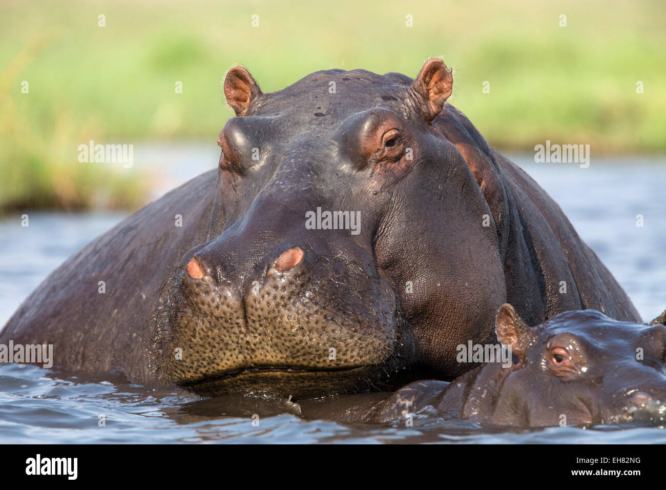 Flusspferd (Hippopotamus Amphibius) in Fluss, Chobe Nationalpark, Botswana, Afrika Stockfoto