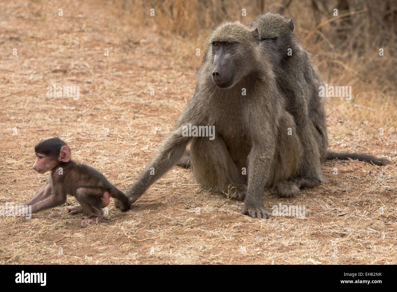 Chacma Pavian (Papio Cynocephalus Ursinus), mit Baby, Krüger Nationalpark, Südafrika, Afrika Stockfoto