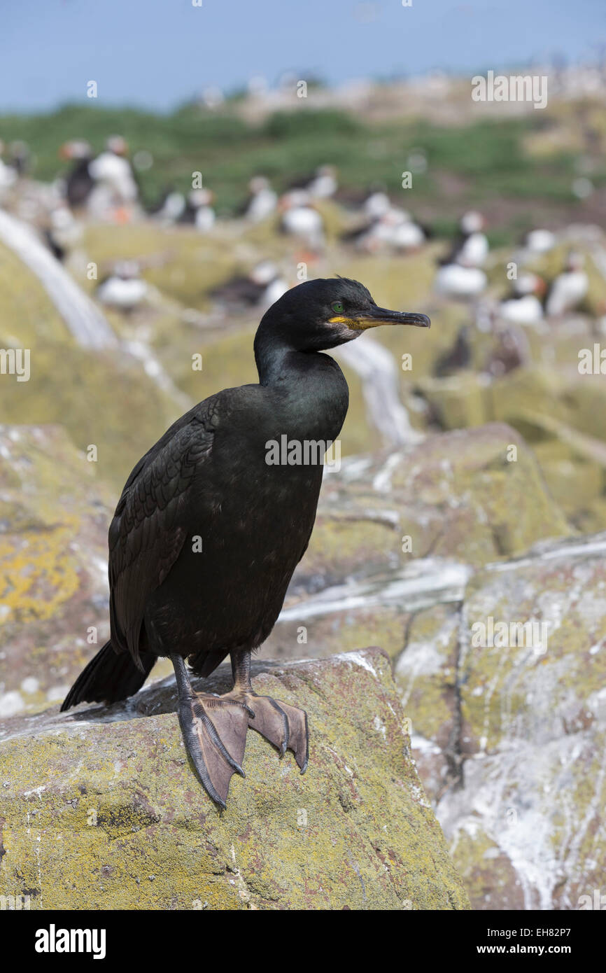 Shag (Phalacrocorax Aristotelis), Farne Islands, Northumberland, England, Vereinigtes Königreich, Europa Stockfoto