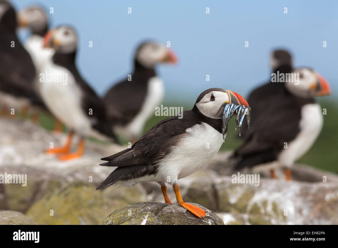 Papageitaucher (Fratercula Arctica) mit Sandaalen, Farne Islands, Northumberland, England, Vereinigtes Königreich, Europa Stockfoto