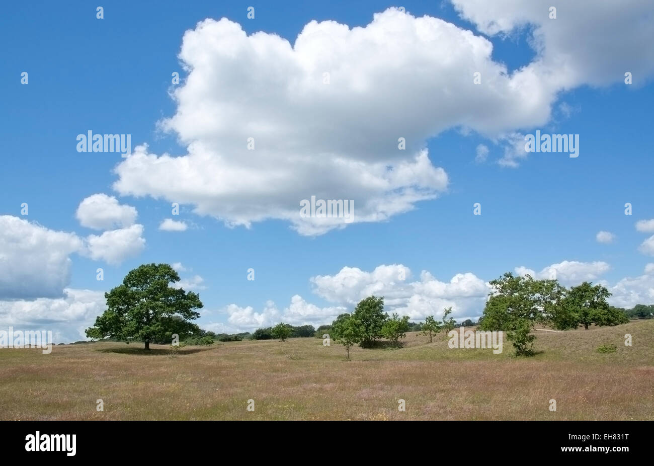 Pastorale Sommerlandschaft mit Feldern, grünen Bäumen und blauer Himmel mit Sommerwolken, Skane Schweden im Juni. Stockfoto