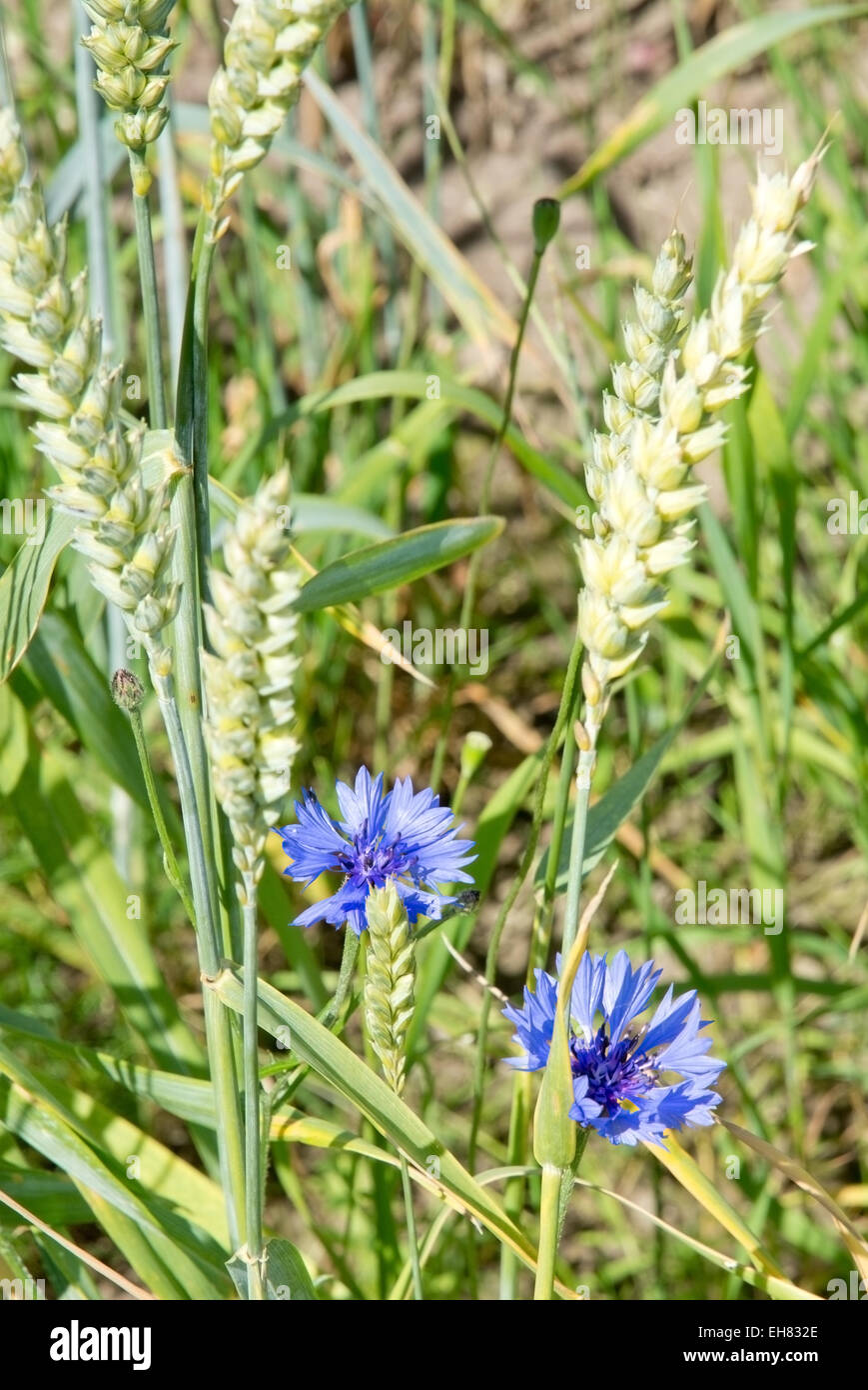 Zwei blaue Kornblumen im Mais Feld im Sommer. Stockfoto
