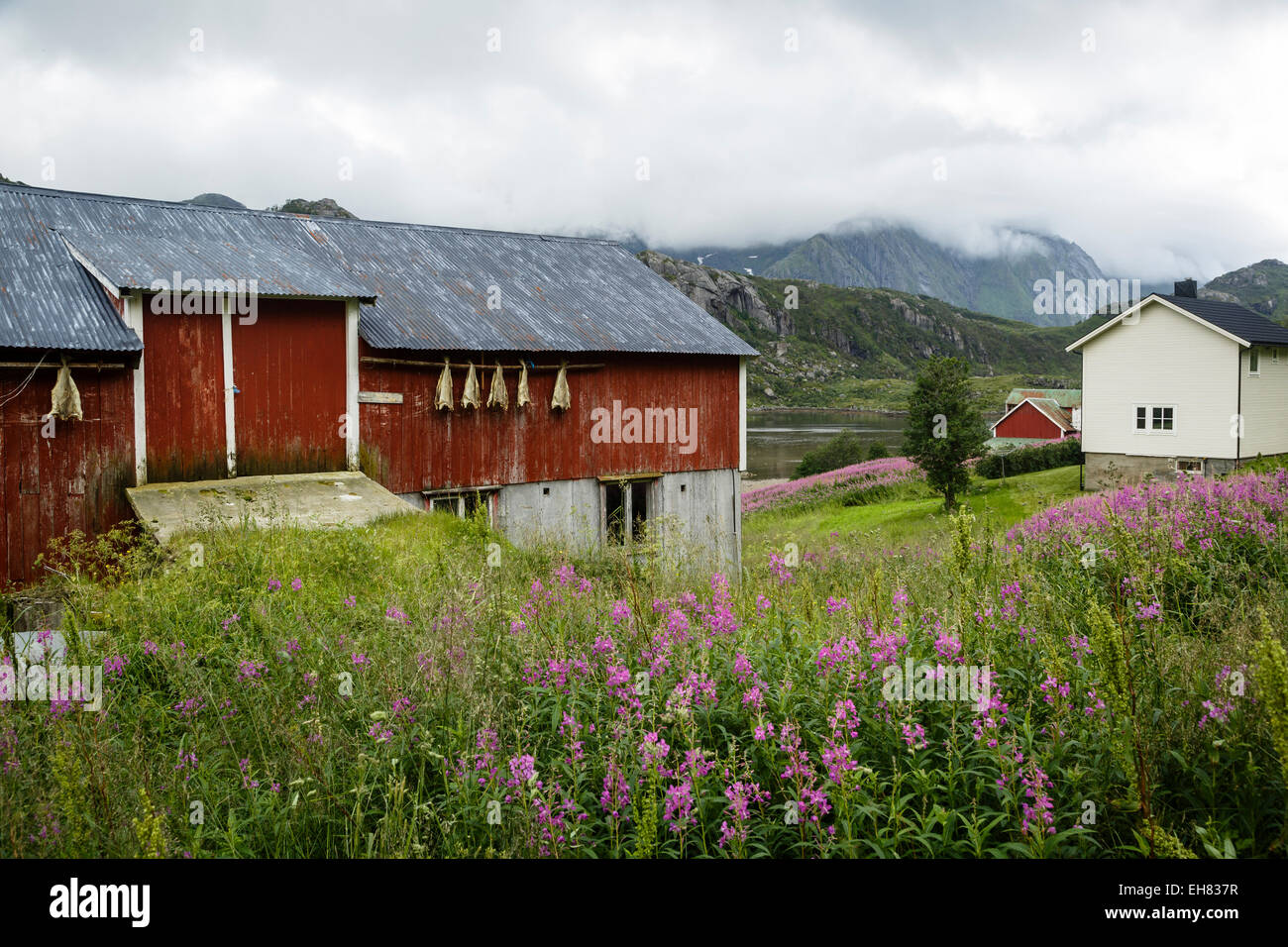 Häuser in Tangstad, Vestvagoy Kommune, Lofoten-Inseln, Arktis, Norwegen, Skandinavien, Europa Stockfoto