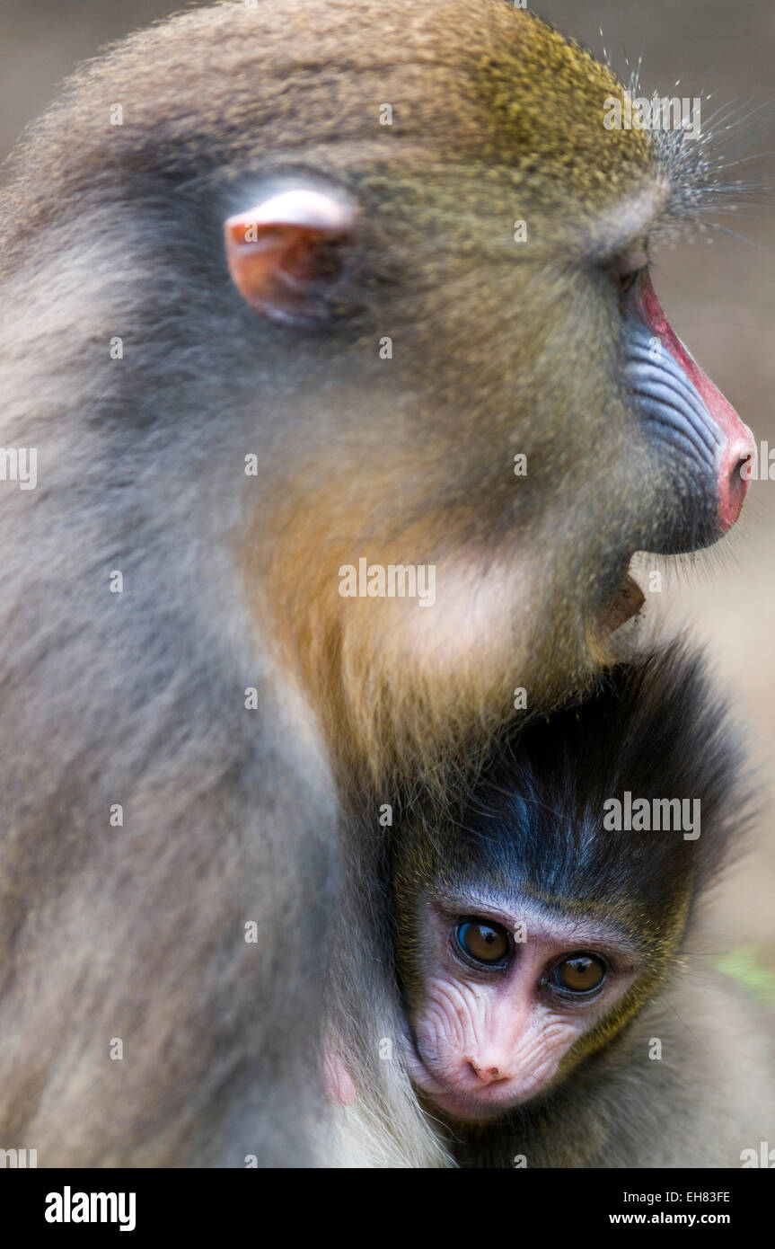 Weibliche Mandrill Spanferkel Nachkommen (Mandrill Sphinx), Parc De La Lekedi, Haut-Ogooue, Gabun, Afrika Stockfoto