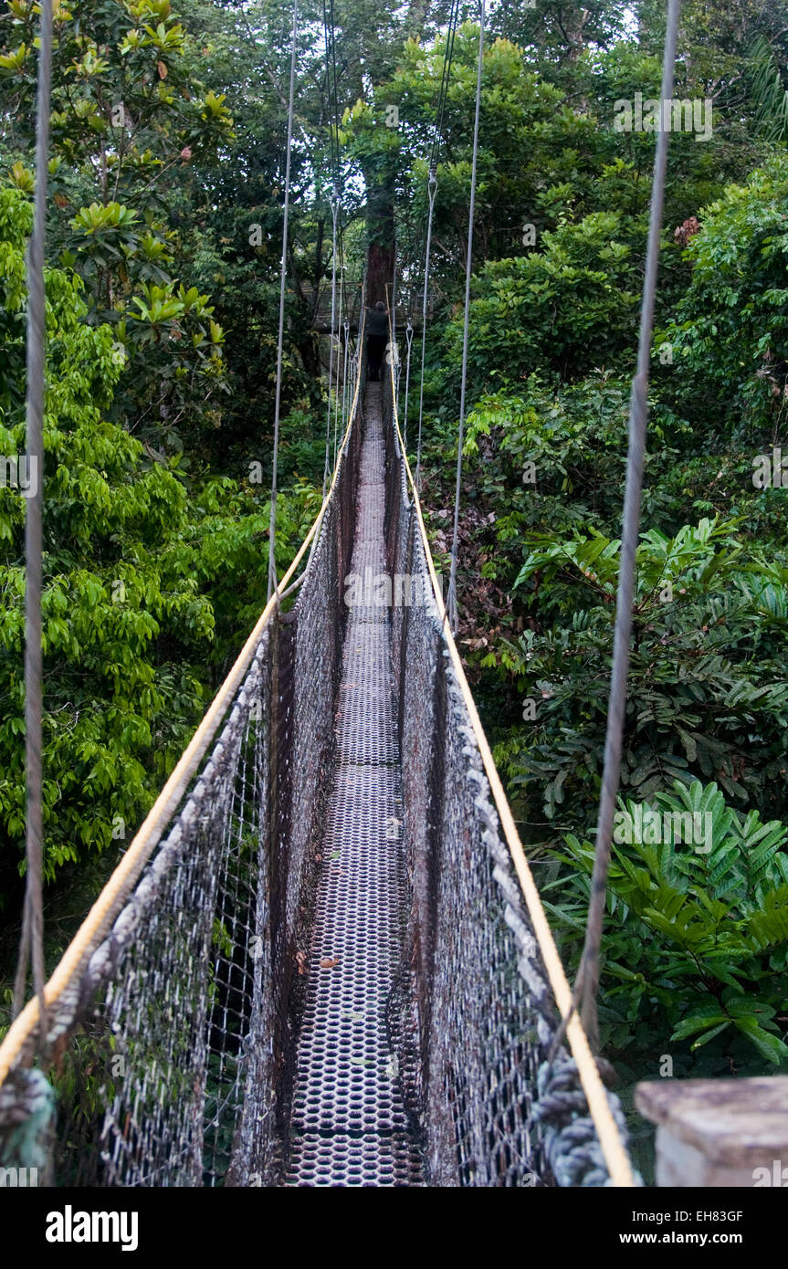 Überdachunggehweg in Atta Rainforest Lodge in der Nähe von Iwokrama, Guyana, Südamerika Stockfoto