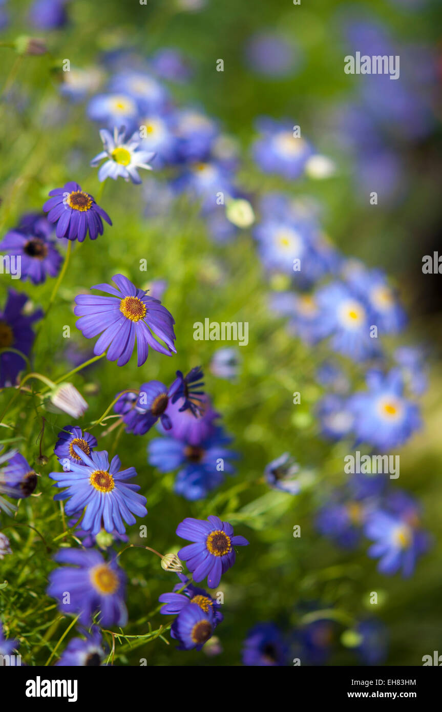 Blaue Brachyscome Iberidifolia (Swan River Daisy) in Nahaufnahme. Eine buschige, bunte jährliche Blume. Stockfoto