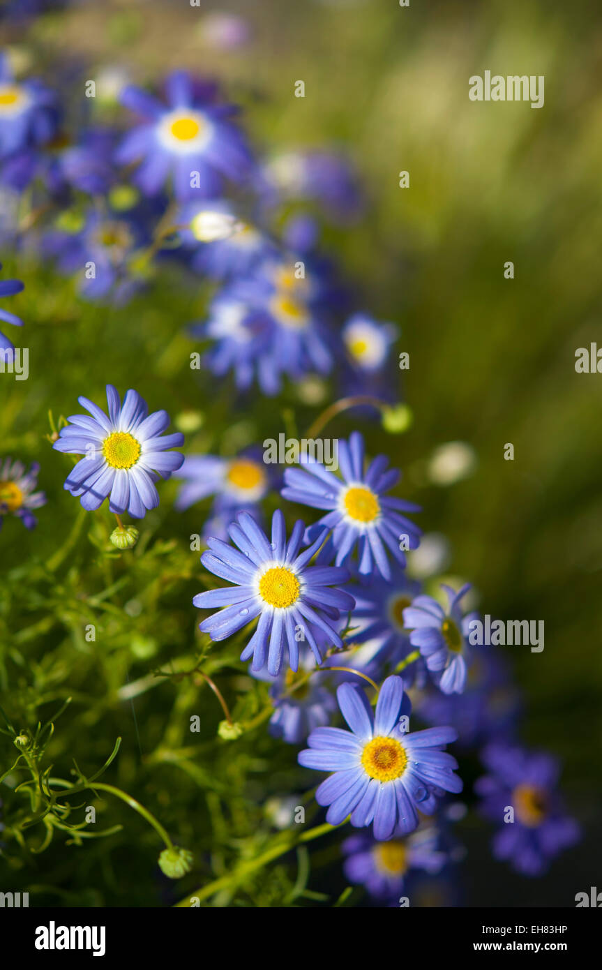 Blaue Brachyscome Iberidifolia (Swan River Daisy) in Nahaufnahme. Eine buschige, bunte jährliche Blume. Stockfoto