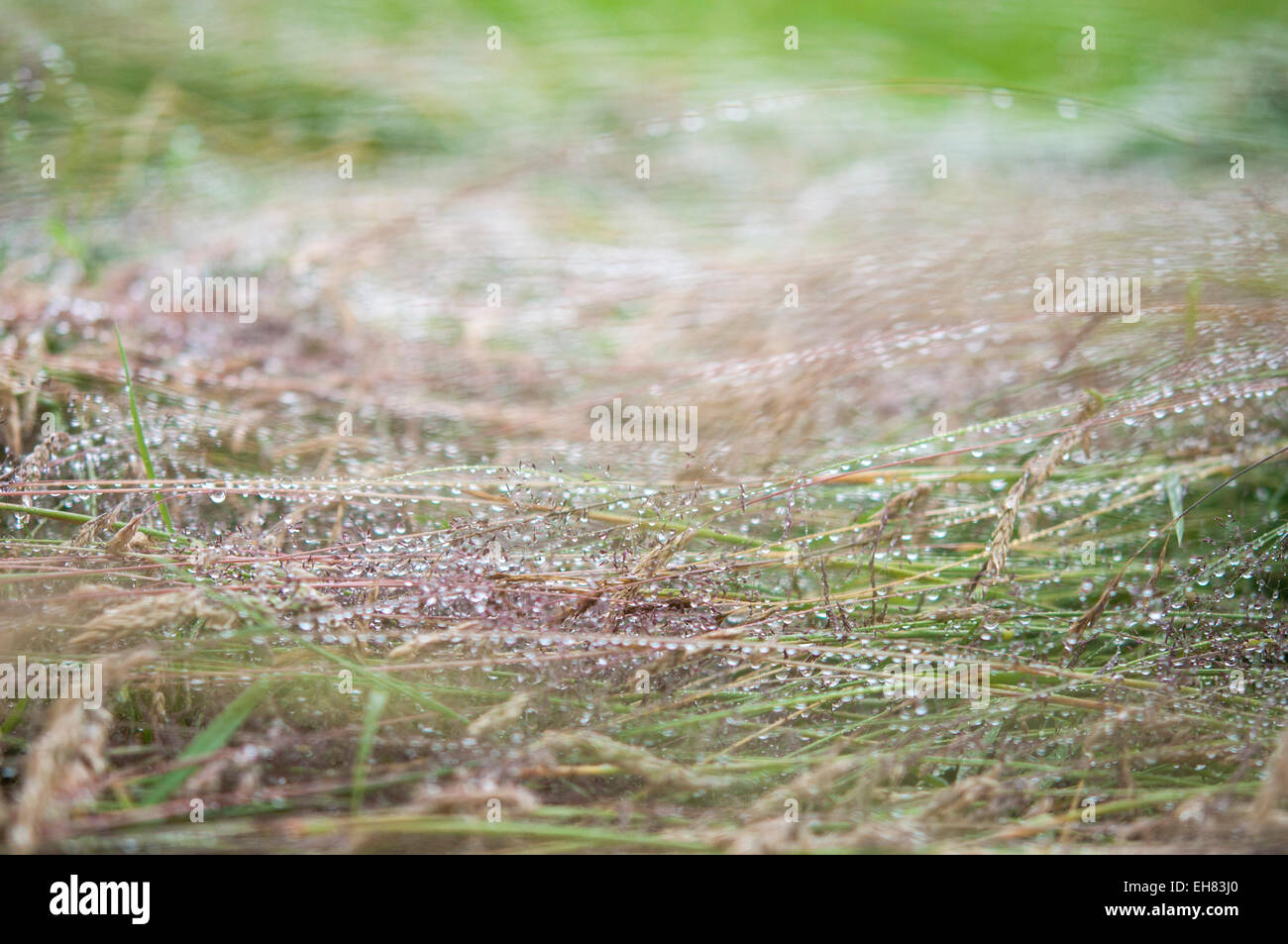 Regentropfen auf abgeflachten Gräser in eine englische Sommerwiese. Stockfoto