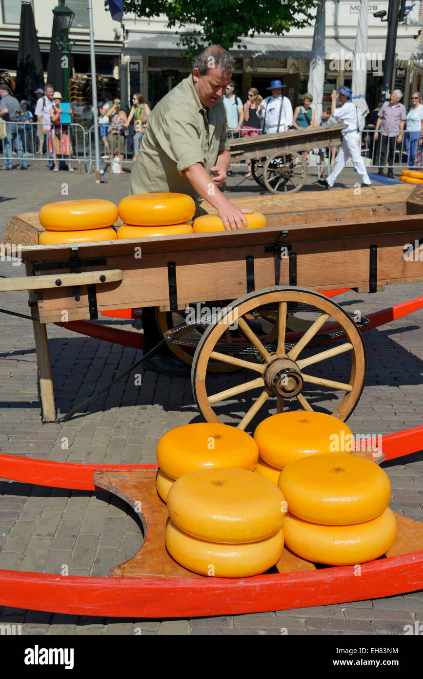 Laden Käselaibe aus hölzernen Schlitten auf einer traditionellen hölzernen Karren Waagplein Square, Alkmaar, Nordholland, Niederlande Stockfoto