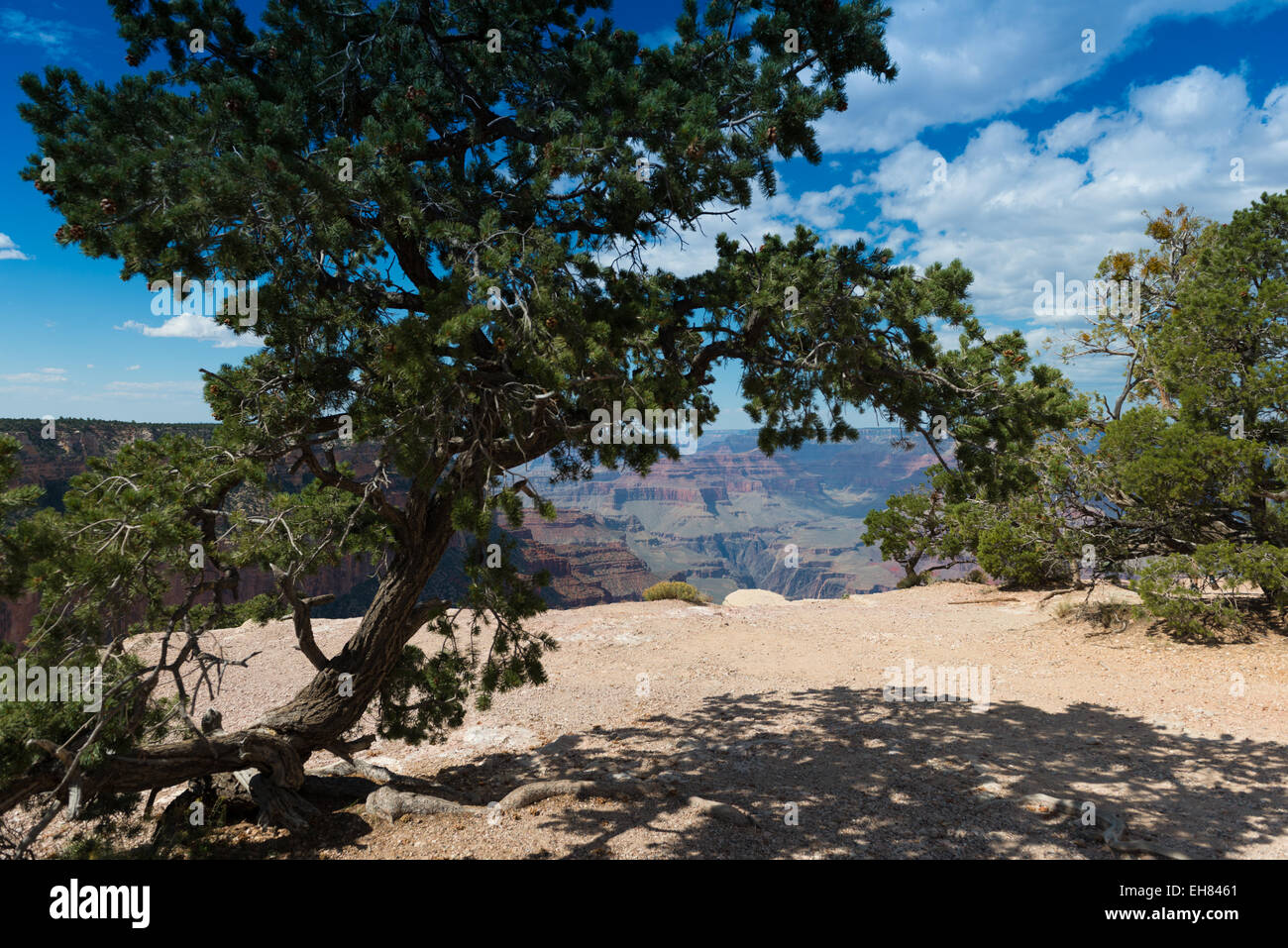 Grand Canyon South Rim Baum, Arizona Stockfoto