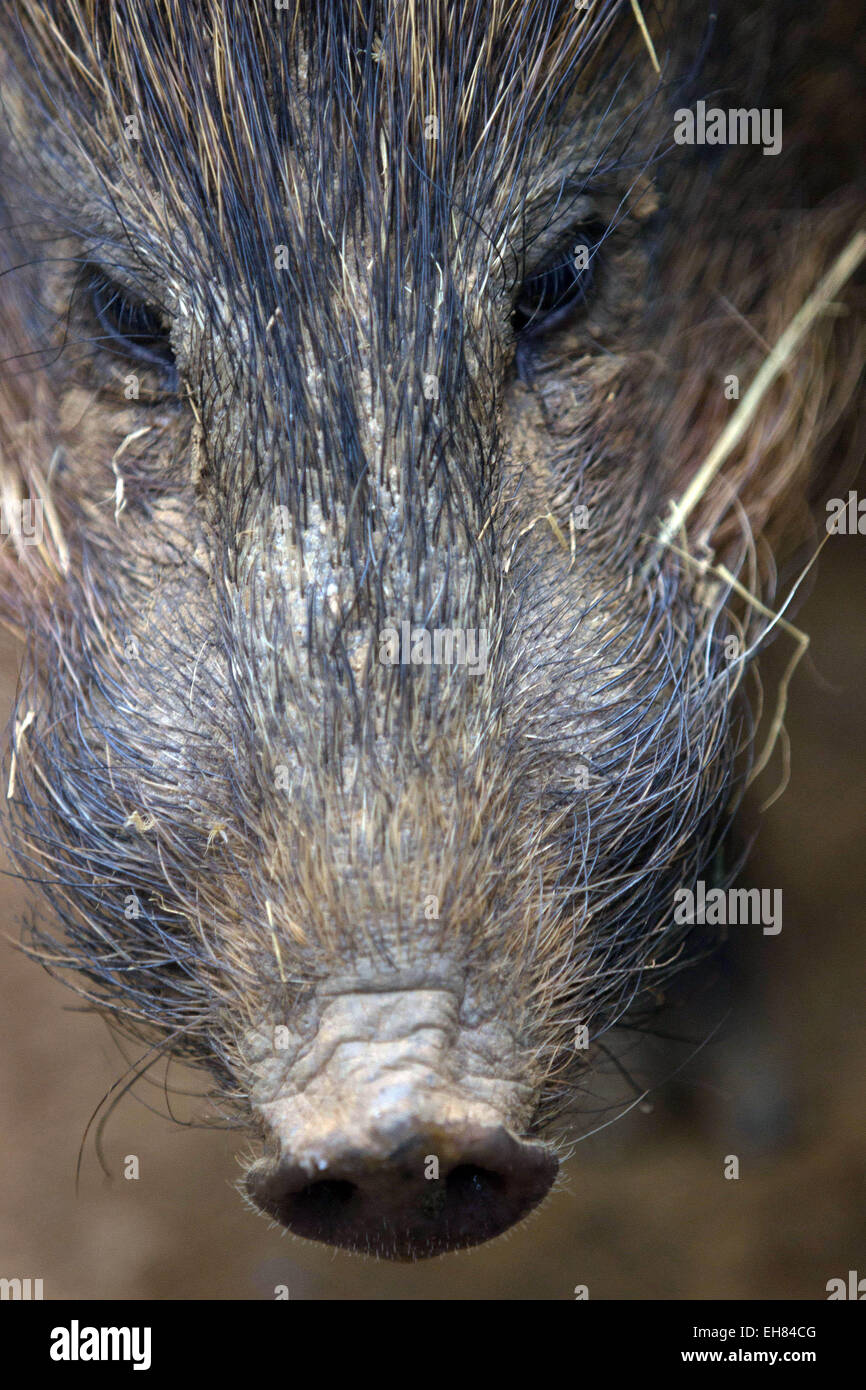 Guwahati, Assam, Indien. 9. März 2015. Ein ausgewachsener Pygmy Schwein (Porcula Salvania) ist in Assam State Zoo in Guwahati, Hauptstadt des nordöstlichen Bundesstaates der Assam am 9. März 2015 gesehen. Assam State Zoo ist der einzige Zoo in der Welt geworden, denen Pygmäen Schweine eingeführt wurden. Zwerg-Hog, eine vom Aussterben bedrohte Suid ist an den Rand des Aussterbens und nur eine überlebensfähige Population (weniger als 100) der Gattung existiert in der Assam Manas Tiger Reserve und Nameri Wildlife Sanctuary. Sie sind etwa 55 bis 71 cm lang und stehen an 20'' "30 cm (7,9-11.8 Zoll), mit einem Schweif von 2,5 cm (1 Zoll). Sie wiegen 6,6-11,8 Stockfoto