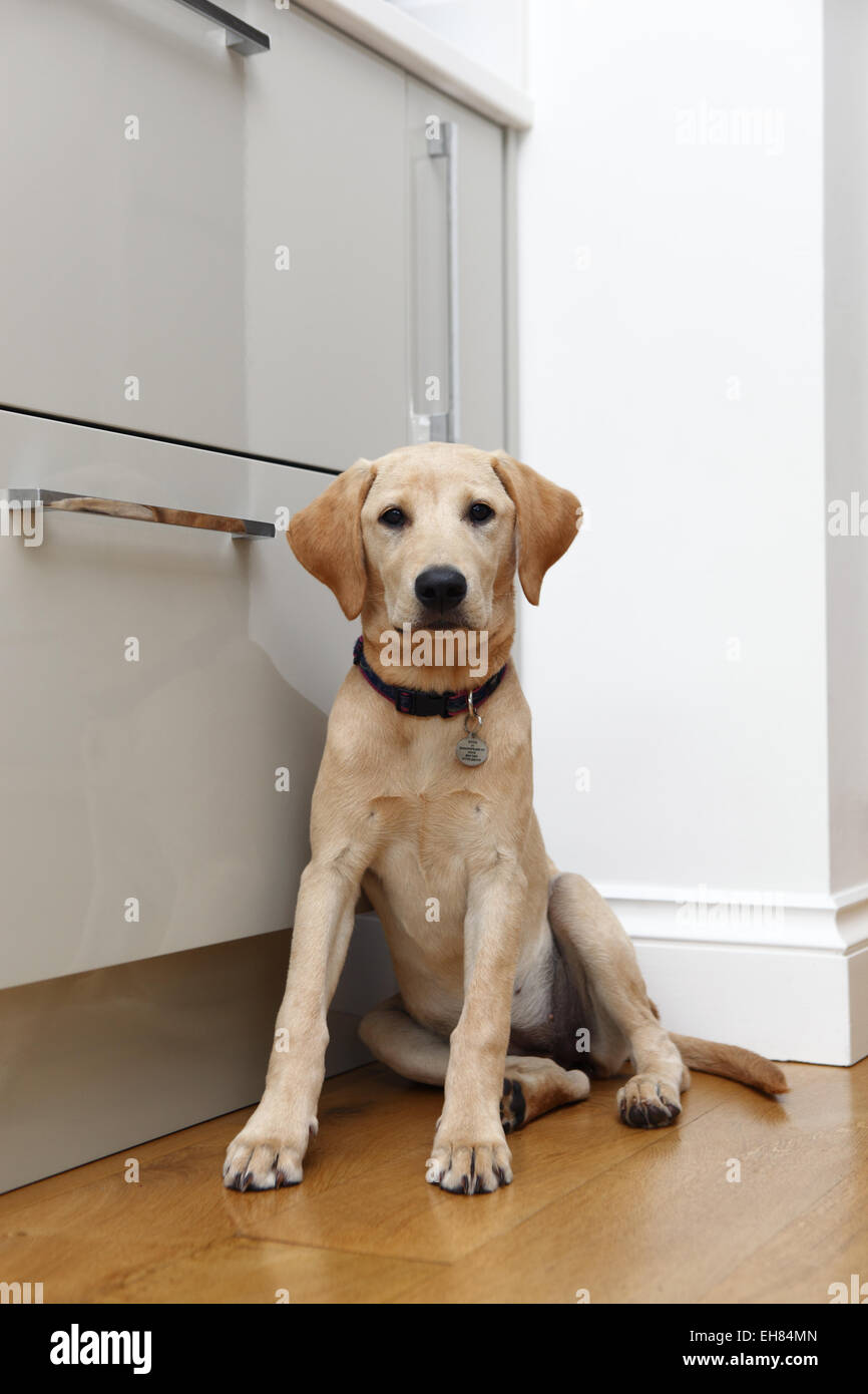 Gelber Labrador Retriever Welpen im Alter von 7 Monate alt aufmerksam saß in der Küche warten Stockfoto