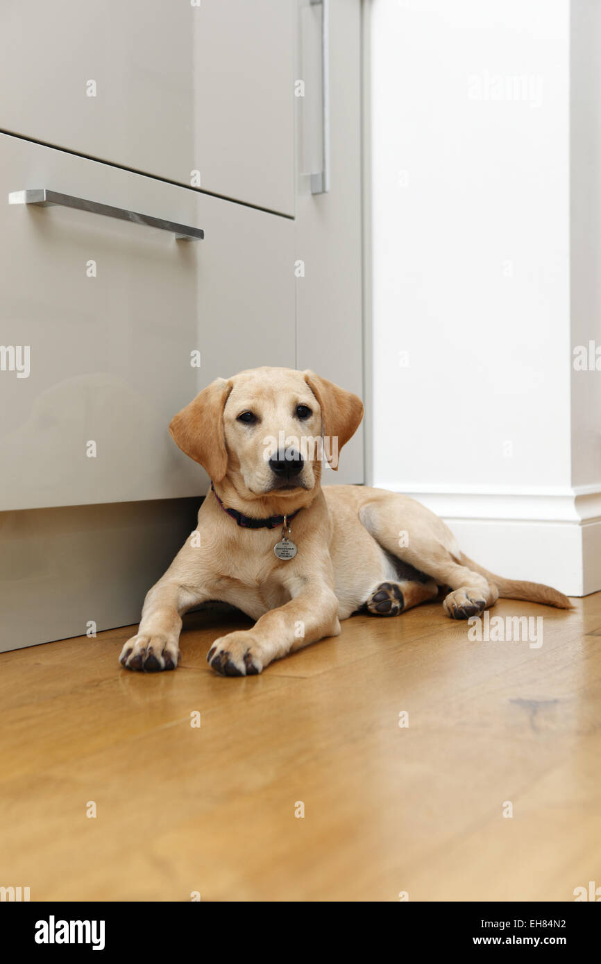 Gelber Labrador Retriever Welpen im Alter von 7 Monaten alten aufmerksam liegend in der Küche Stockfoto