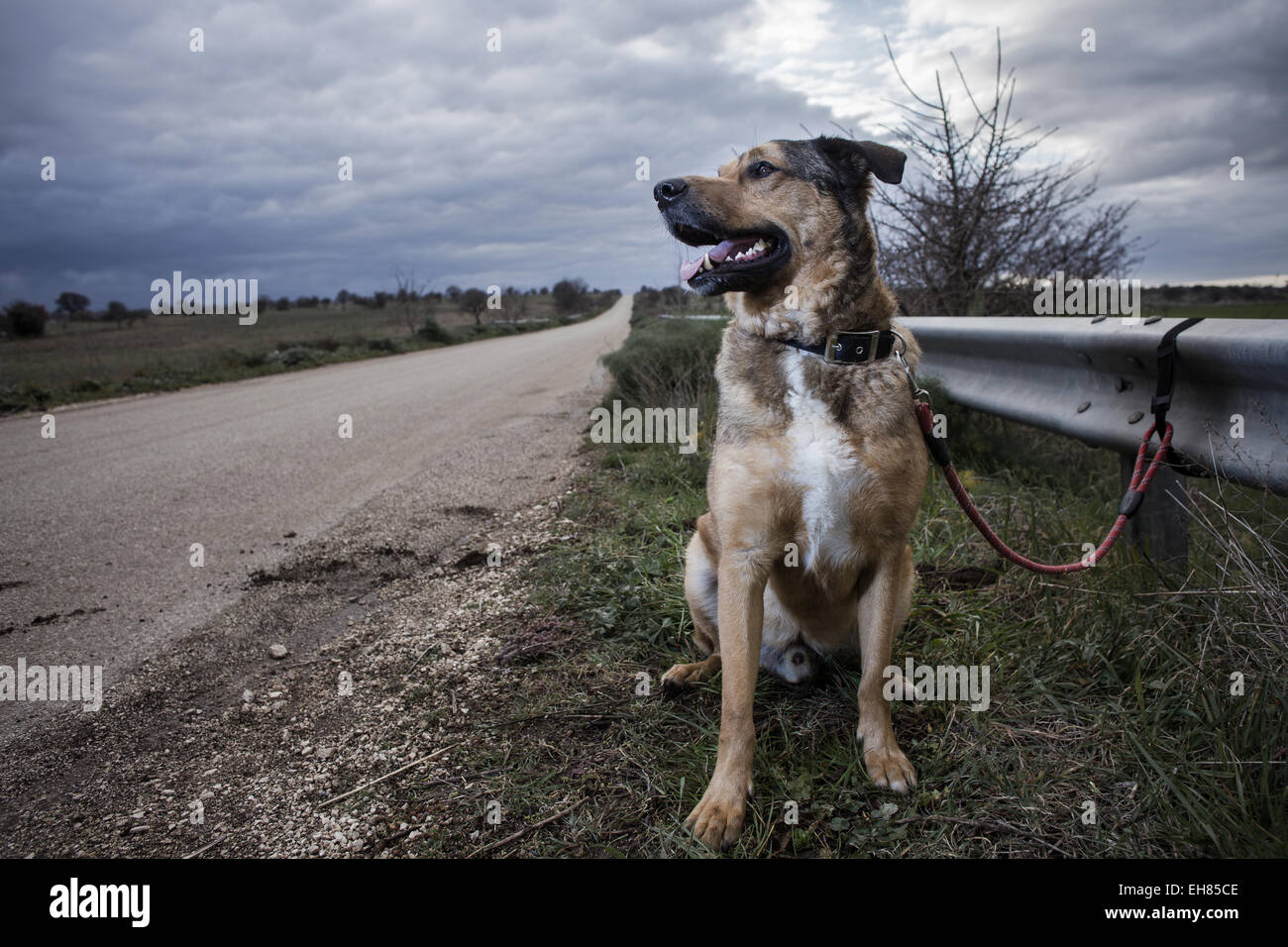 Verlassenen Hund mit der Leine auf einer Leitplanke gebunden Stockfoto