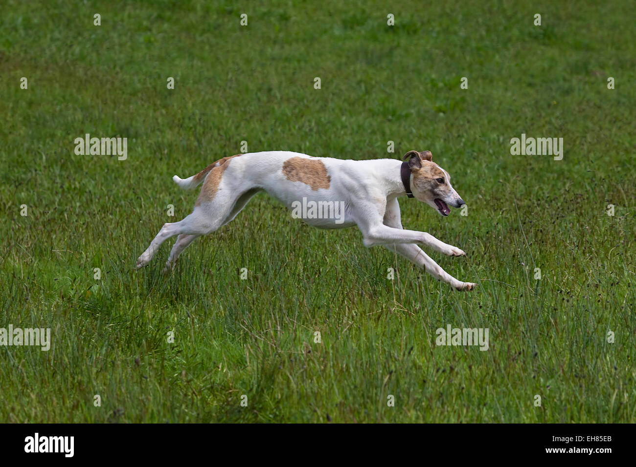 Windhund-Hund läuft über ein offenes Feld in vollem Gang Stockfoto
