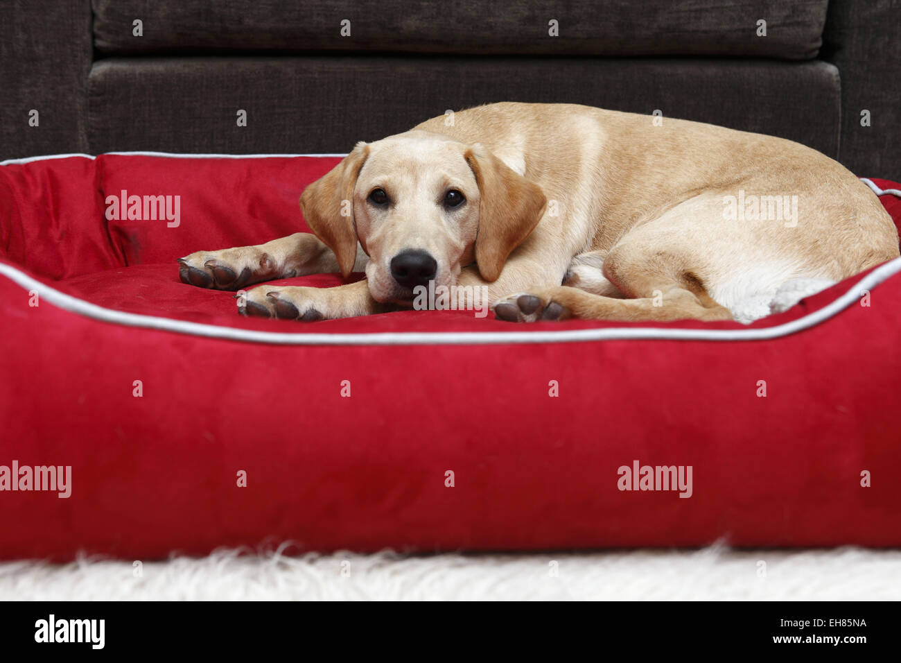 Gelber Labrador Retriever Welpen im Alter von 6 Monate alt schlafen im neuen großen Bett, das zu entwickeln Stockfoto