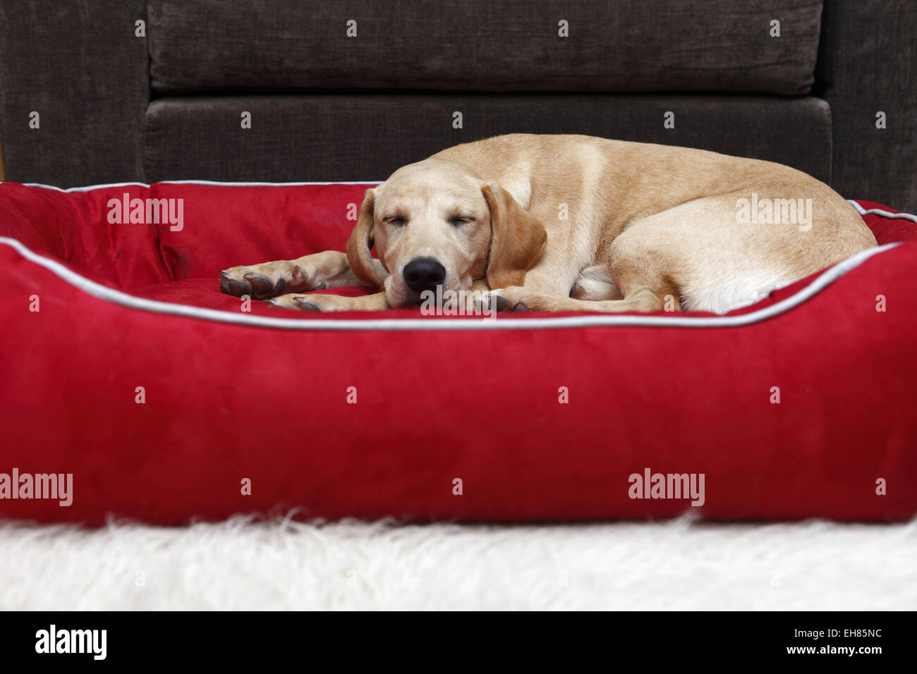 Gelber Labrador Retriever Welpen im Alter von 6 Monate alt schlafen im neuen großen Bett, das zu entwickeln Stockfoto