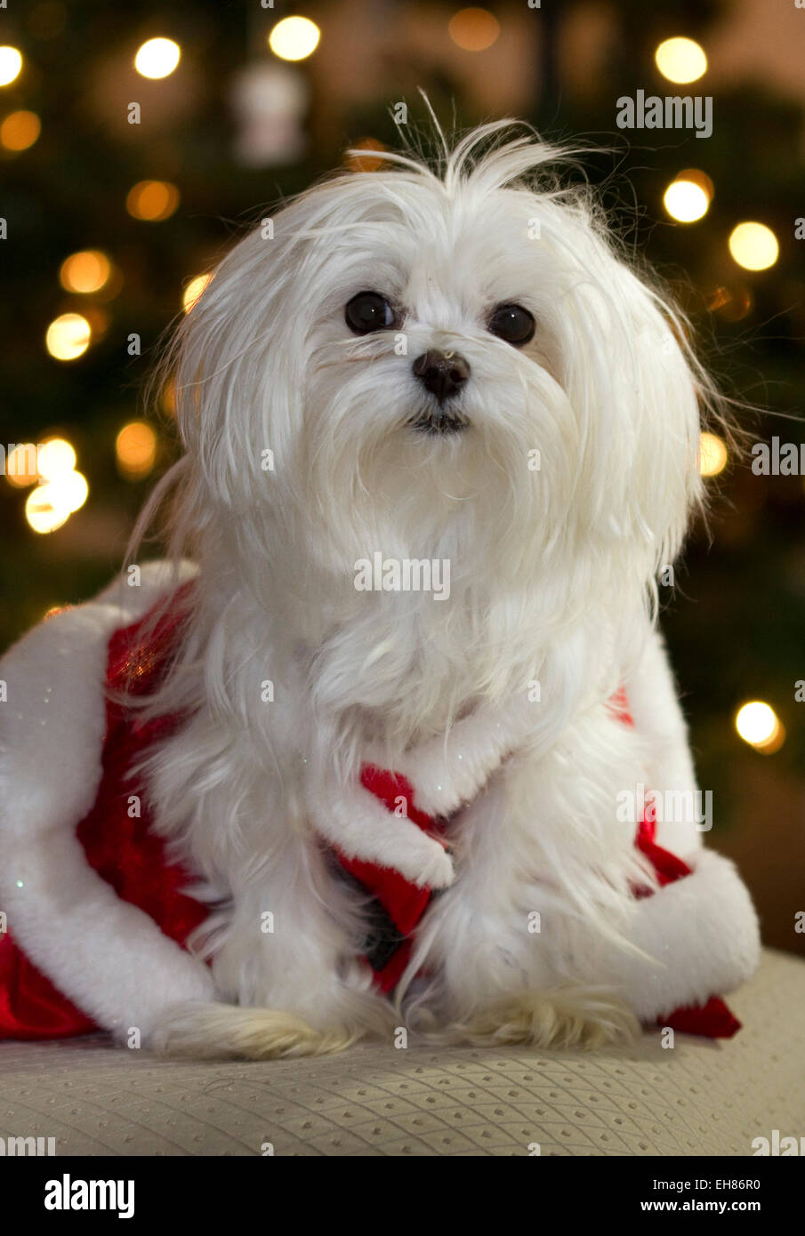 Rein gezüchteter Malteser Hund als Weihnachtsmann verkleidet mit Weihnachtsbeleuchtung im Hintergrund Stockfoto