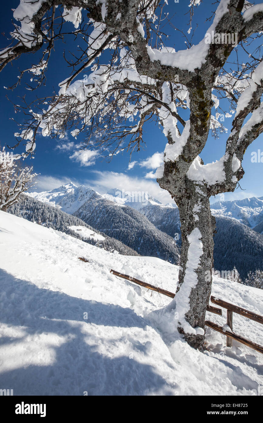 Die Zweige von einem einsamen Baum bedeckt im Schnee und die Bergkette der Alpen im Hintergrund, Albaredo, Lombardei, Italien Stockfoto