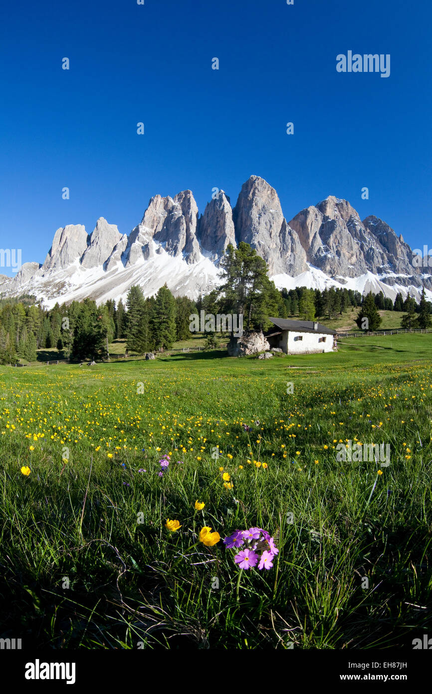 Frühlingsblumen auf den Wiesen des Naturparks Puez-Geisler in Südtirol, Italien, Europa Stockfoto