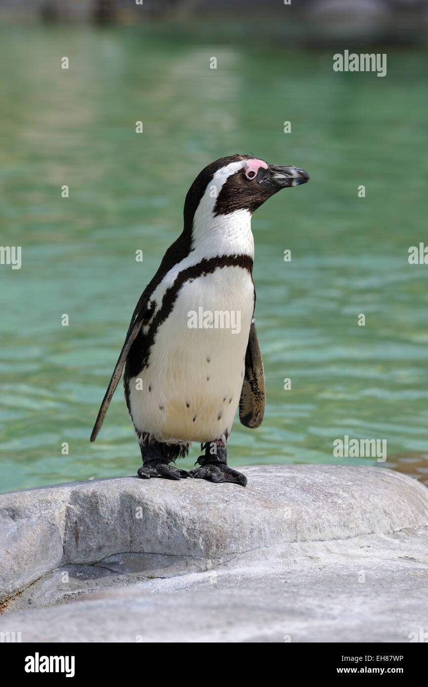 Afrikanische Pinguin (Spheniscus Demersus), Gefangenschaft, Baden-Württemberg, Deutschland Stockfoto
