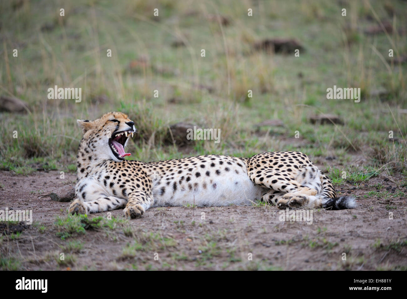 Gepard (Acinonyx Jubatus), trächtige Weibchen liegen auf dem Boden, Gähnen, Masai Mara National Reserve, Kenia Stockfoto