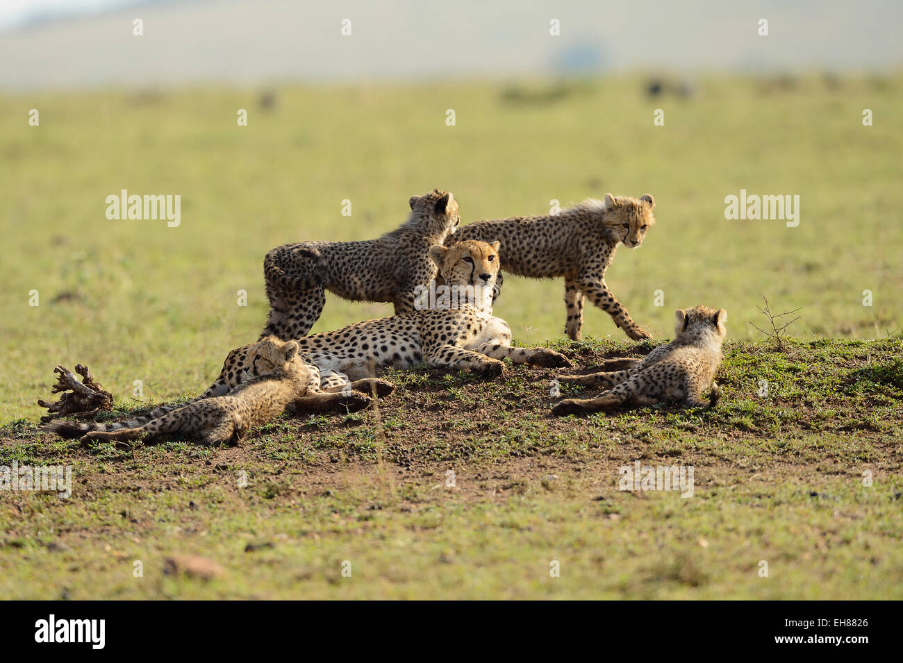 Geparden (Acinonyx Jubatus), Weibchen mit vier jungen, Masai Mara National Reserve, Kenia Stockfoto