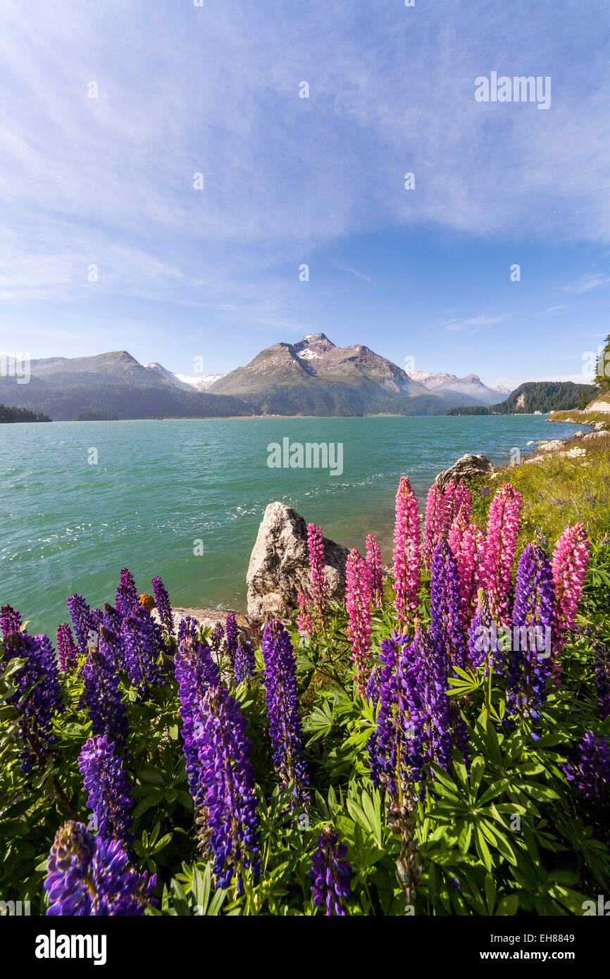 Rosa und lila Lupinen blühen von See Sils im Engadin, nicht weit von St. Moritz, Graubünden, Schweiz, Europa Stockfoto