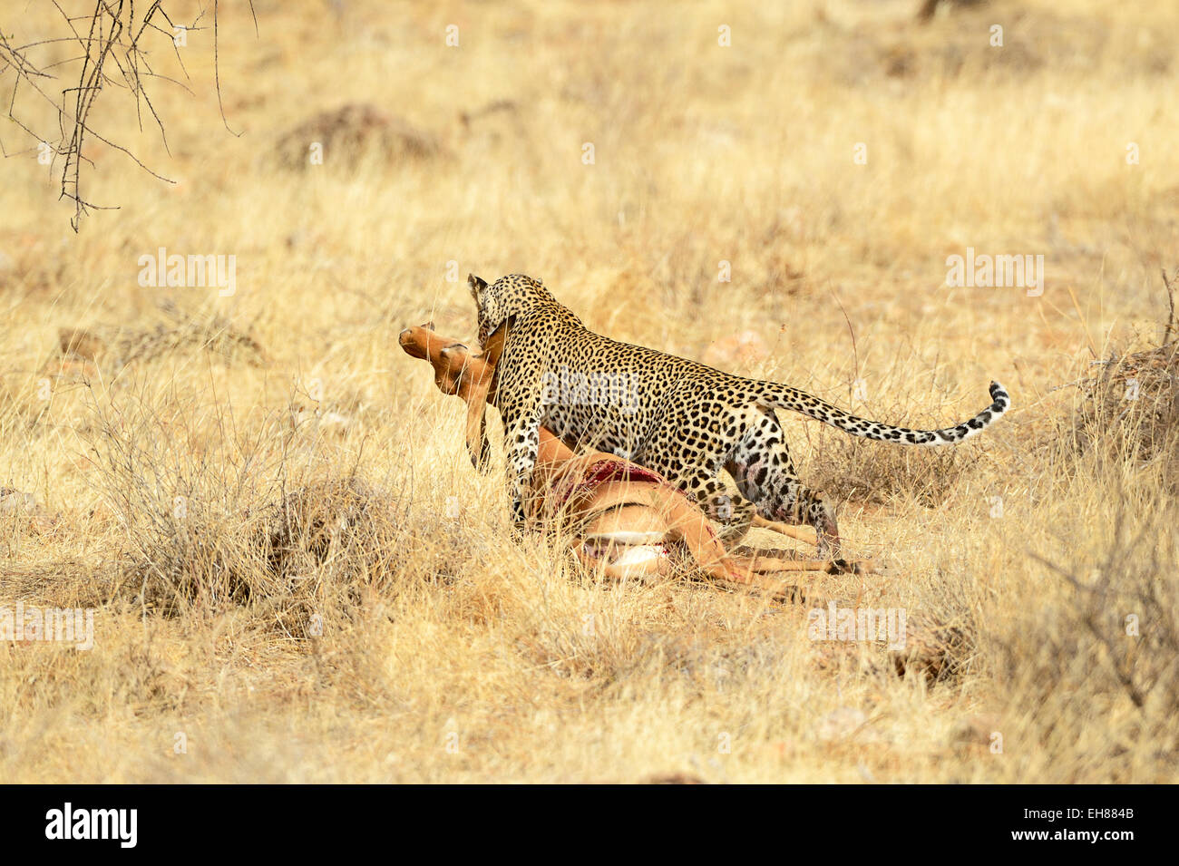 Leopard (Panthera Pardus), mit einem Toten Impala, Sicherung der Beute, Samburu Ntionalreservat, Kenia Stockfoto