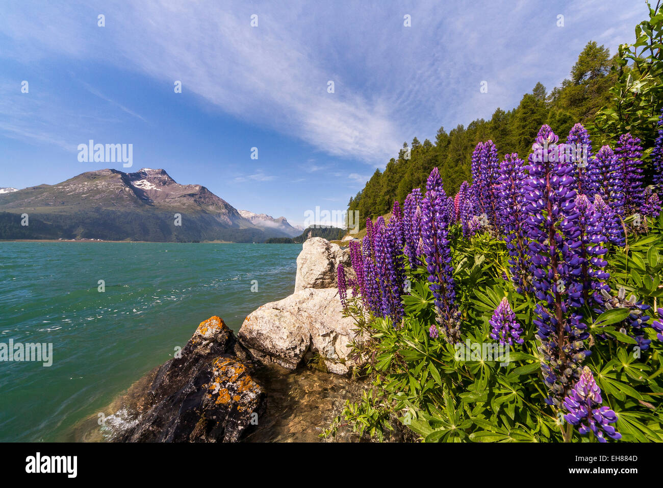 Rosa und lila Lupinen blühen von See Sils im Engadin, nicht weit von St. Moritz, Graubünden, Schweiz, Europa Stockfoto