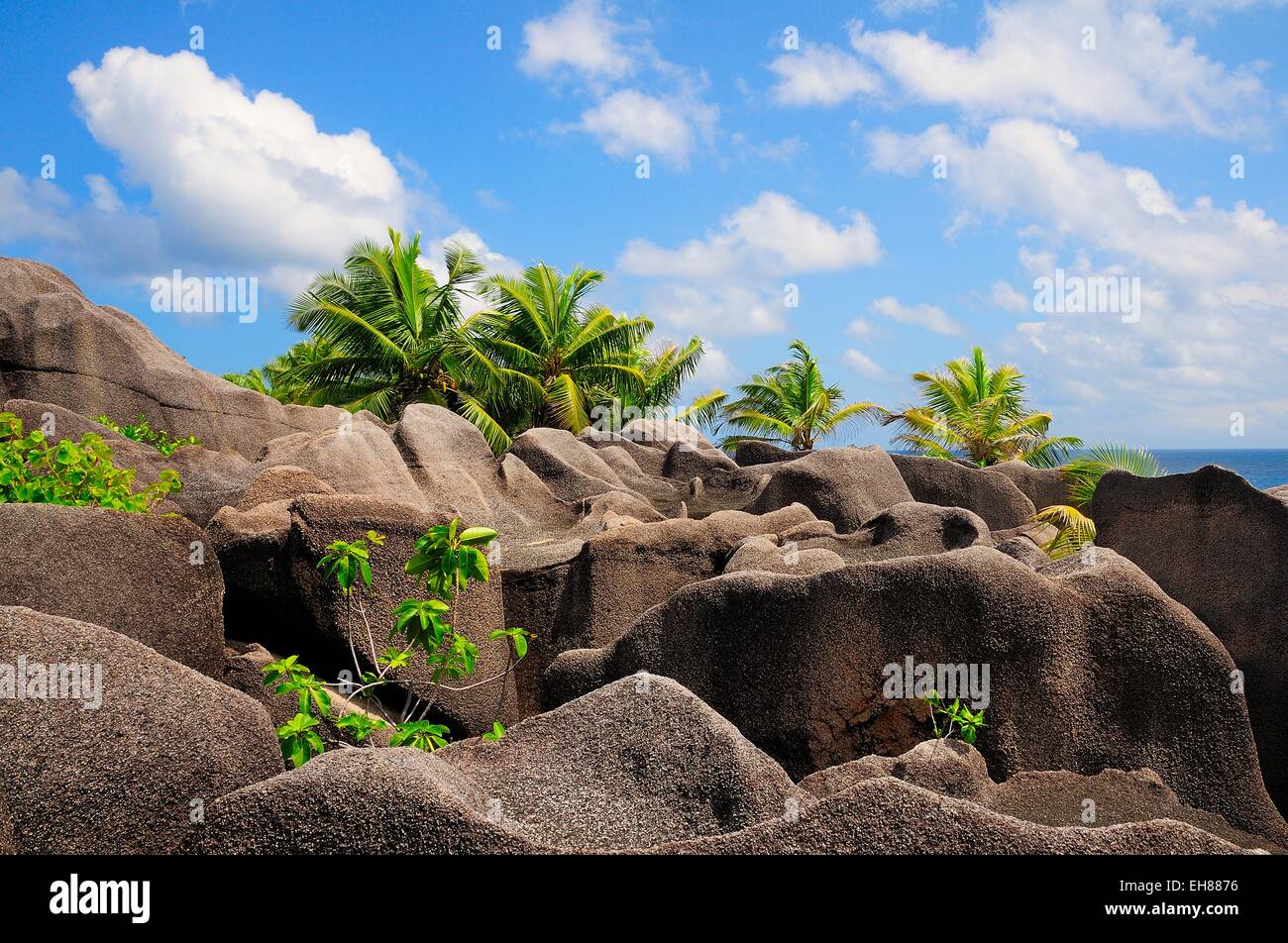 Palmen wachsen zwischen den Granit Felsen, Insel La Digue, La Digue und Inner Islands, Seychellen Stockfoto