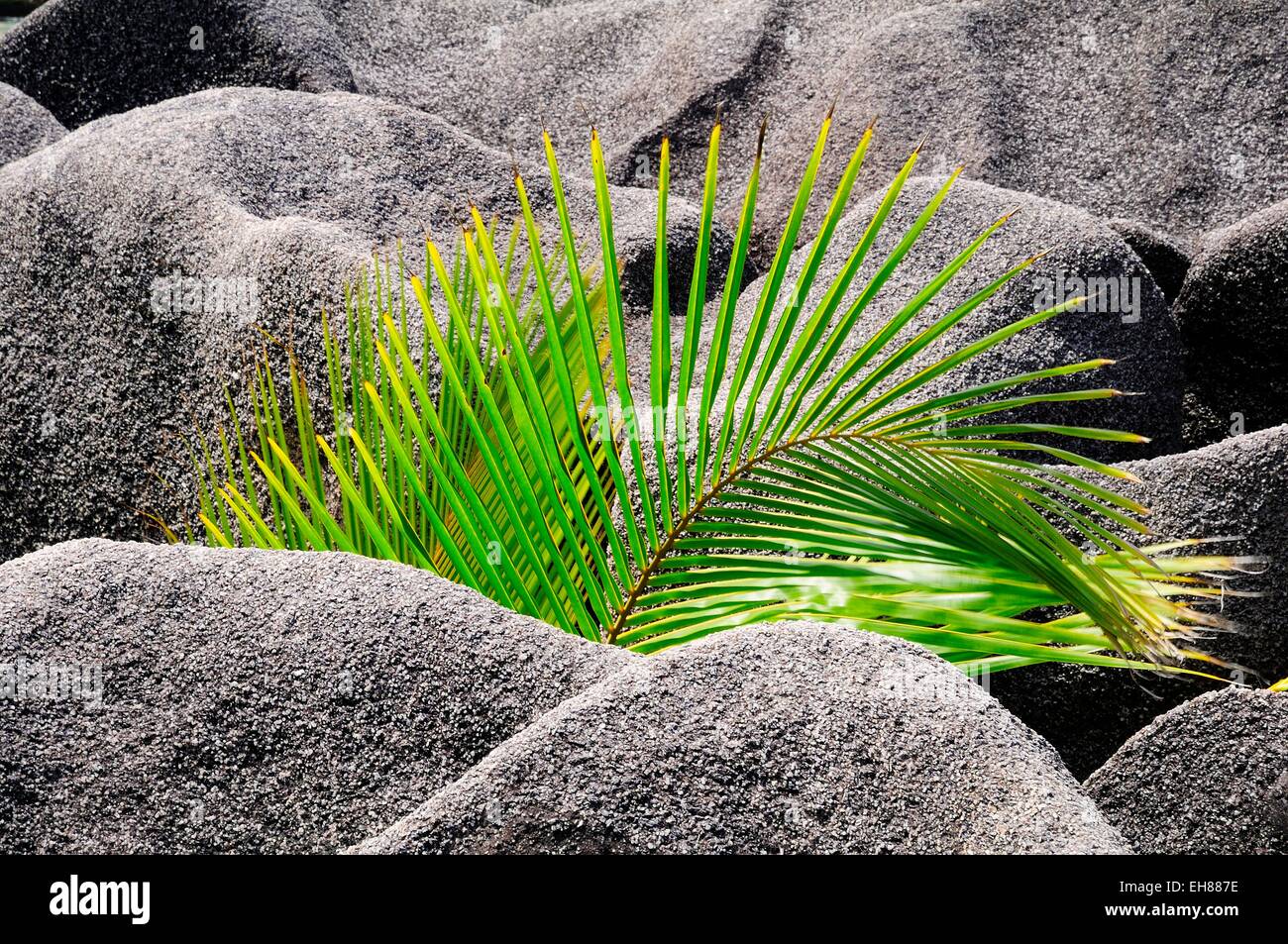 Palmwedel, junge Palme wächst zwischen den Granitfelsen, Insel La Digue, La Digue und Inner Islands, Seychellen Stockfoto