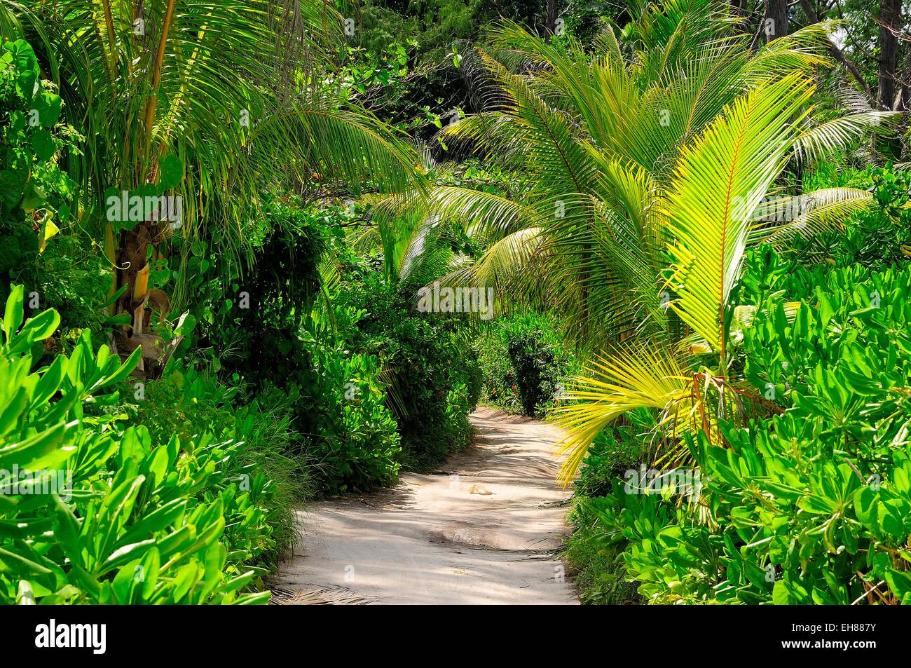 Tropischer Vegetation auf dem Weg zum Grand Anse Strand, Insel La Digue, La Digue und Inner Islands, Seychellen Stockfoto