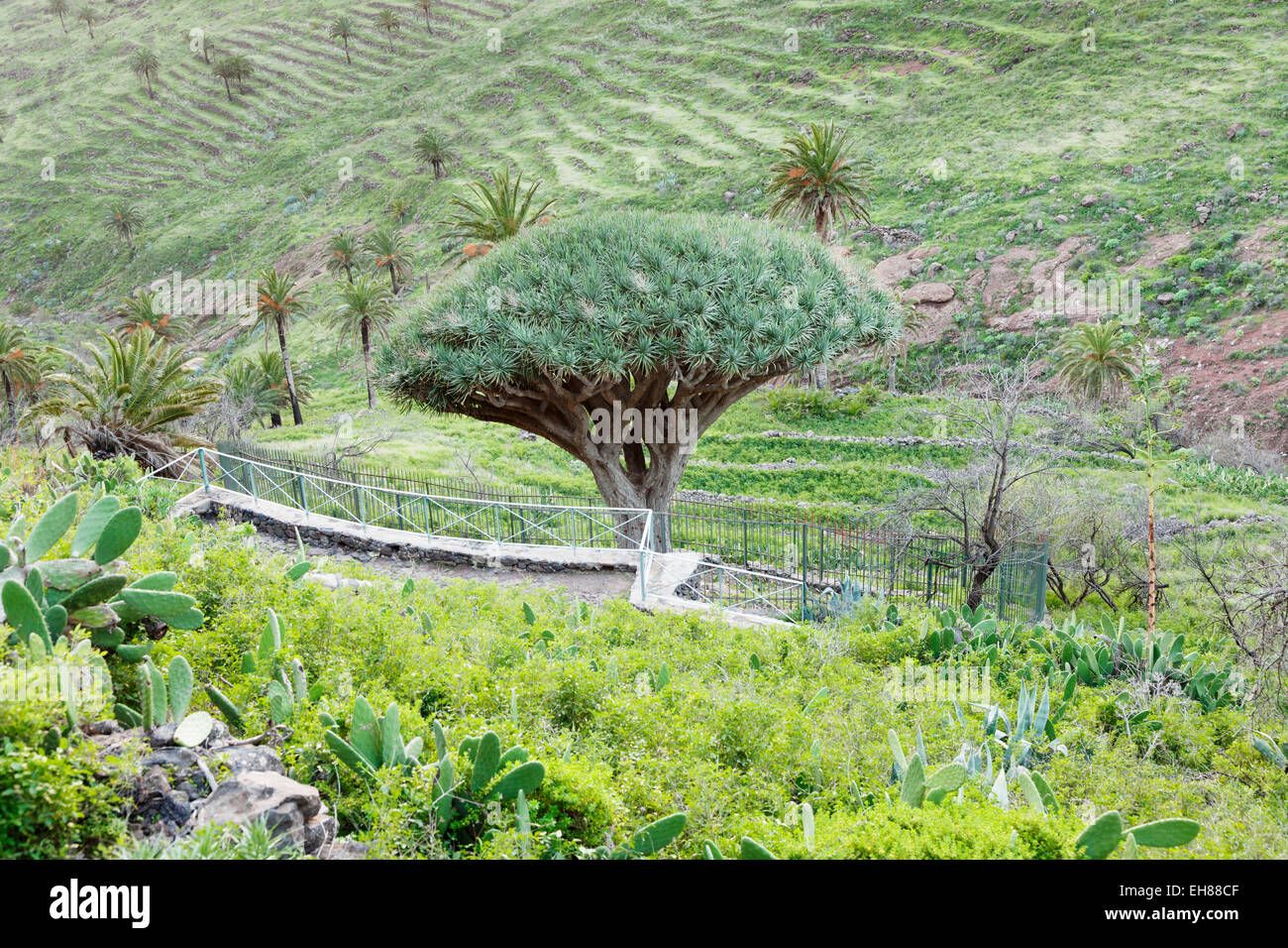 glanzmispel baum pflege Glanzmispel  Photinia 'Red Robin' (Spalierbaum)  Blupf by Kitzinger