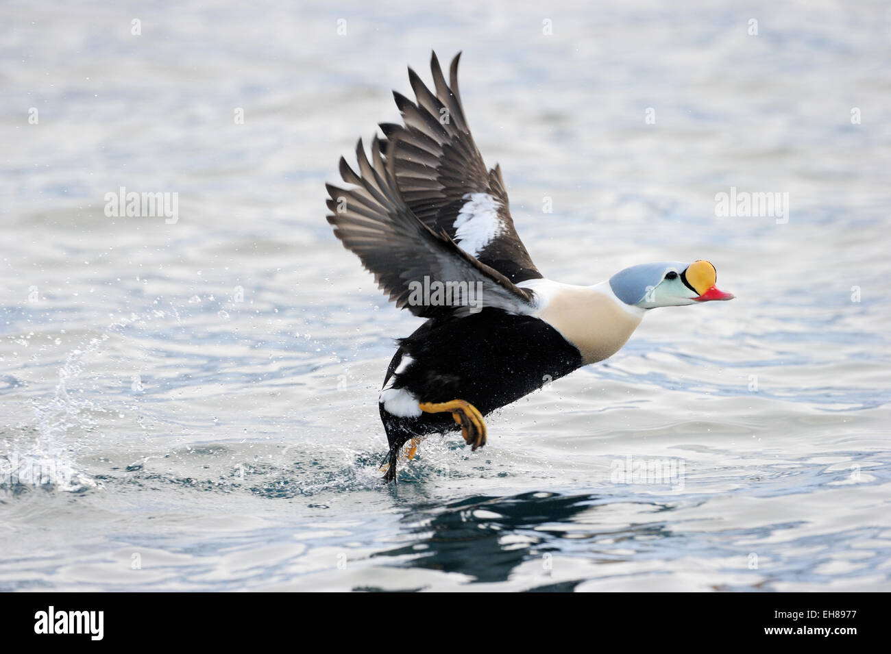 König Eiderenten (Somateria Spectabilis) ausziehen aus Wasser, Vadsö, Varanger, Norwegen. Stockfoto