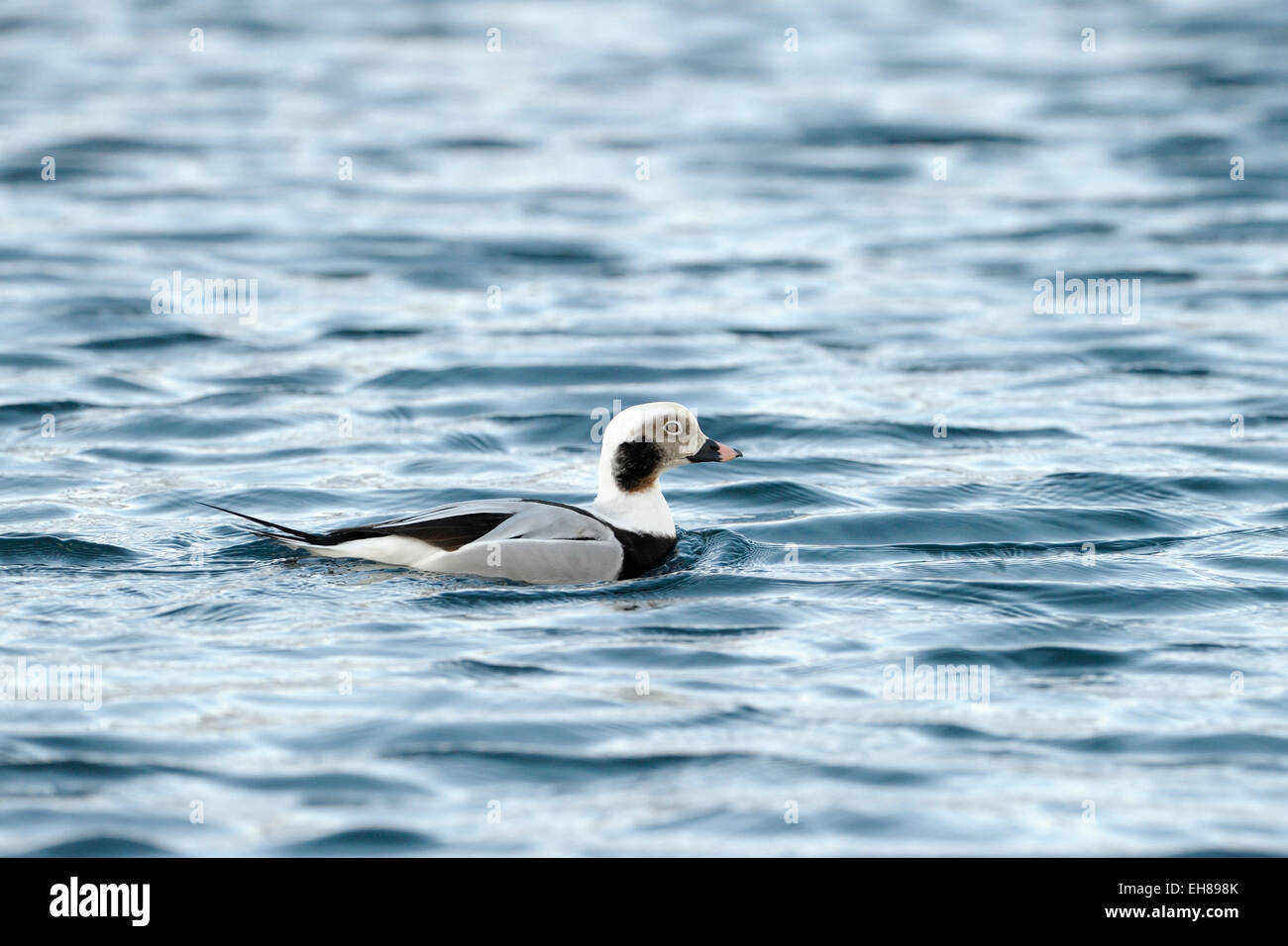 Longtailed-Ente (Clangula Hyemalis), Männlich, Schwimmen im Colorfull Wasser, Vadsö, Varanger Halbinsel, Norwegen. Stockfoto
