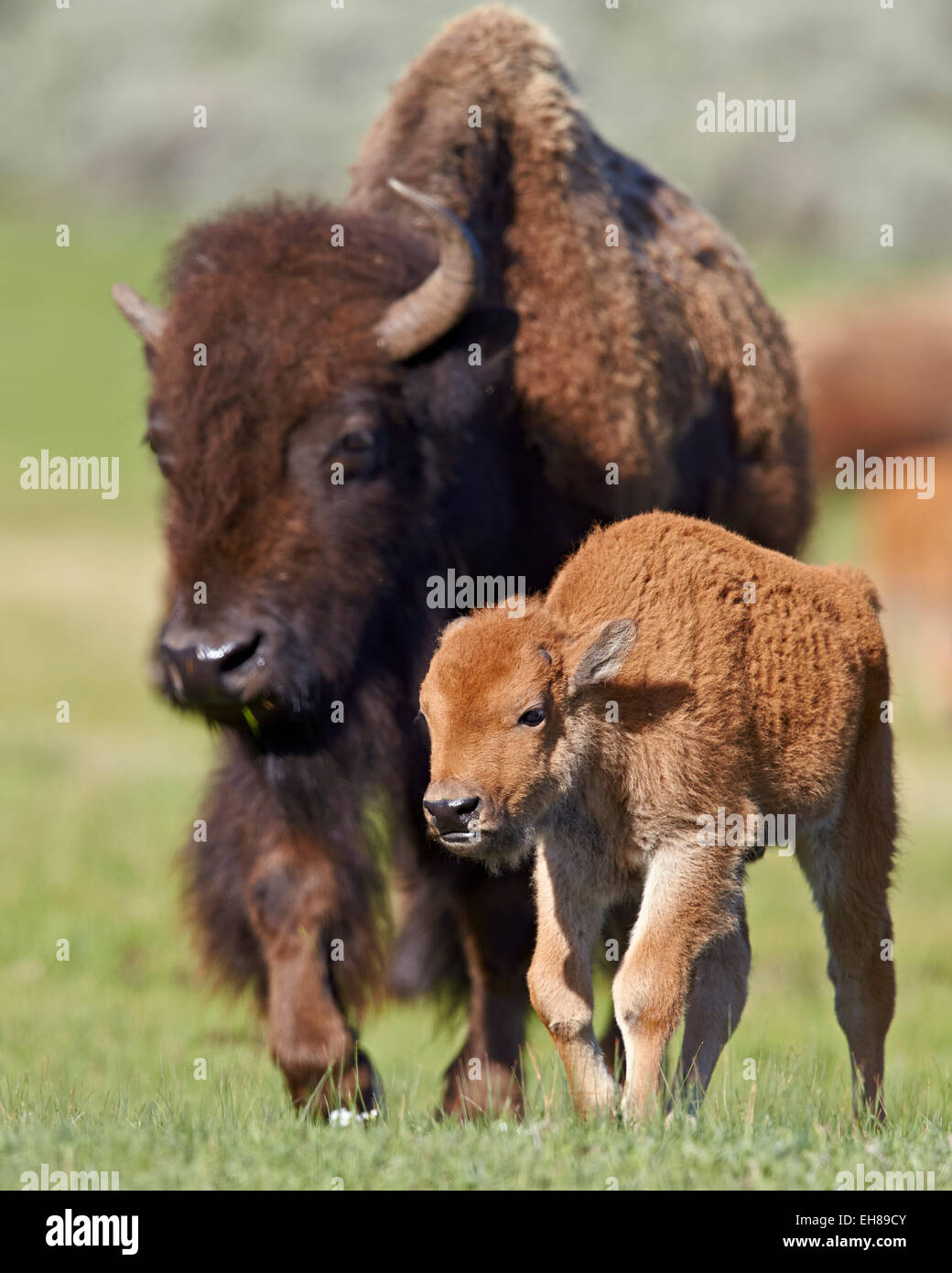 Bisons (Bison Bison) Kuh und Kalb in den Frühling, Yellowstone-Nationalpark, Wyoming, Vereinigte Staaten von Amerika, Nord Amerika Stockfoto