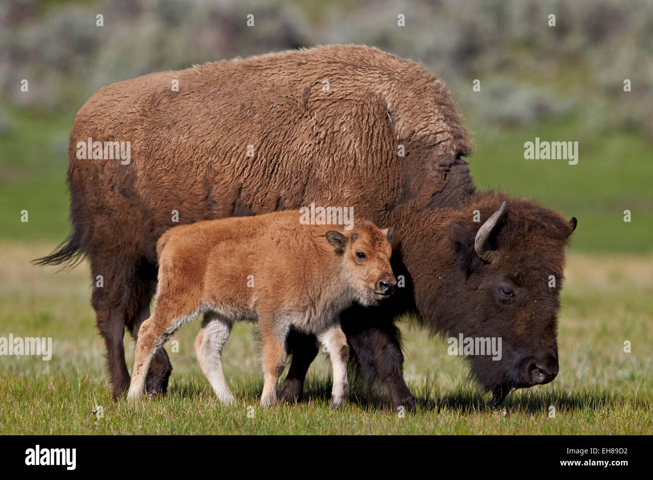 Bisons (Bison Bison) Kuh und Kalb in den Frühling, Yellowstone-Nationalpark, Wyoming, Vereinigte Staaten von Amerika, Nord Amerika Stockfoto