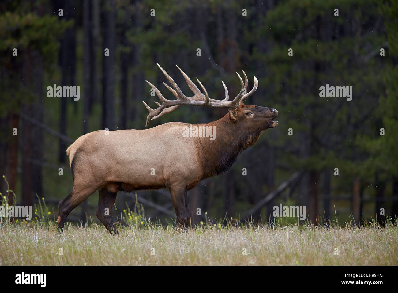 Stier Elche (Cervus Canadensis) hallten im Herbst, Jasper National Park, UNESCO, Alberta, Kanada, Nordamerika Stockfoto