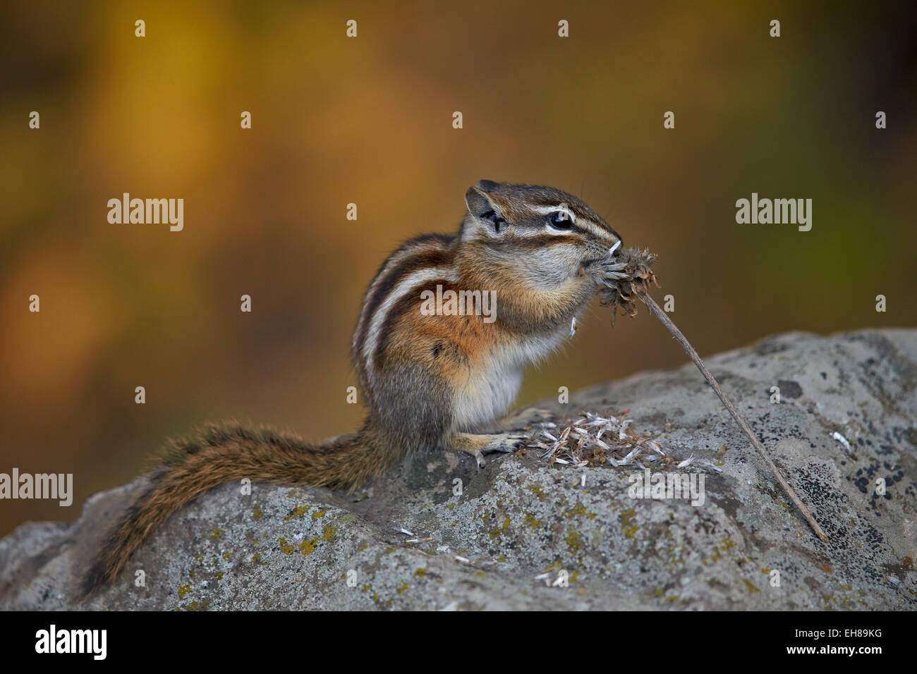 Uinta-Streifenhörnchen (Tamias Umbrinus) Essen, Grand Mesa National Forest, Colorado, Vereinigte Staaten von Amerika, Nordamerika Stockfoto