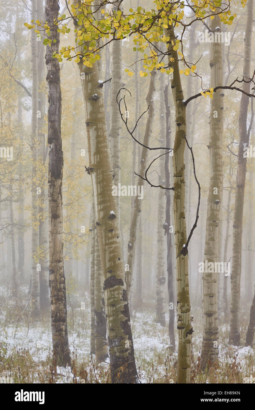 Espen im Herbst in Nebel, Grand Mesa National Forest, Colorado, Vereinigte Staaten von Amerika, Nordamerika Stockfoto