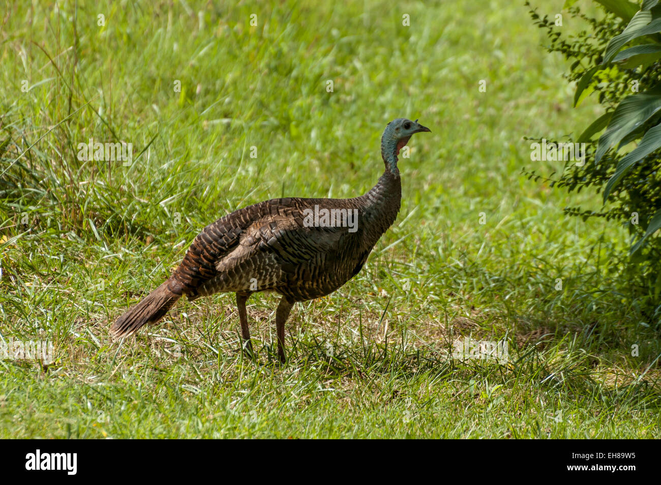 Osttürkei Wild in Tennessee USA Stockfoto