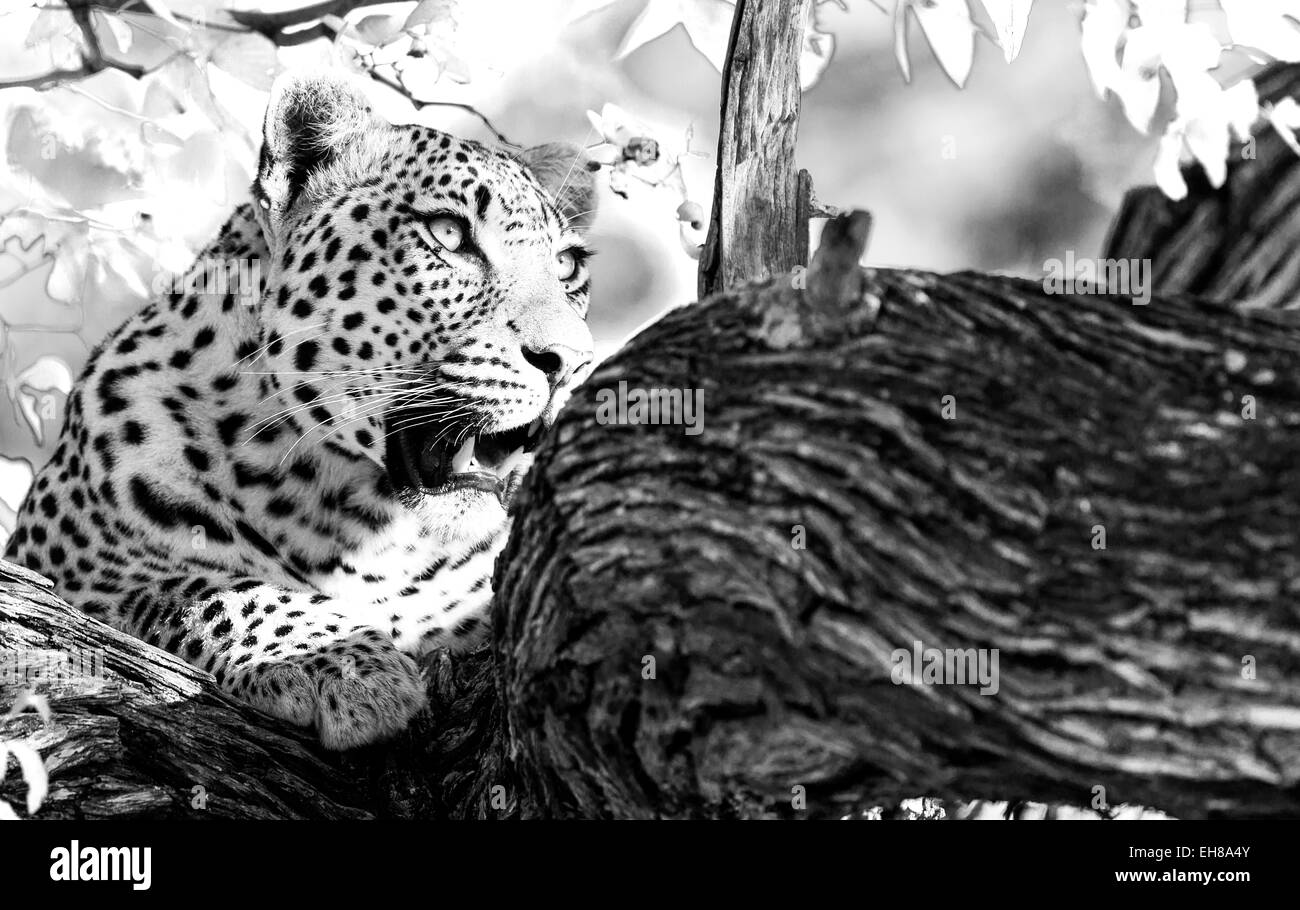 Ein Leopard starrte von seinem Baum im Okavangodelta, Botswana Stockfoto